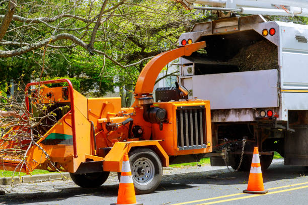 Best Tree Health Inspection  in Warm Springs, CA